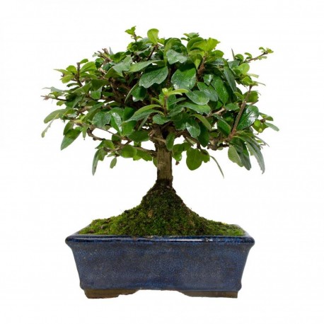 Carmona microphylla bonsái de interior edad 5 años