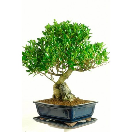 Bonsái ficus retusa hoja perenne bonsái de interior edad  22 años
