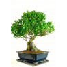 Bonsái ficus retusa hoja perenne bonsái de interior edad  22 años