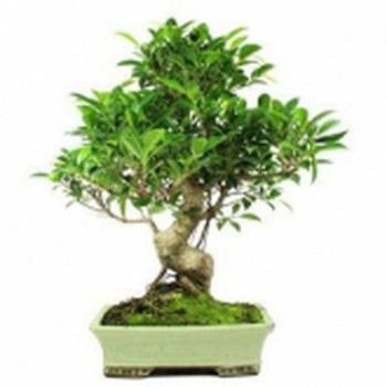 Bonsái ficus retusa hoja perenne bonsái de interior edad 19 años