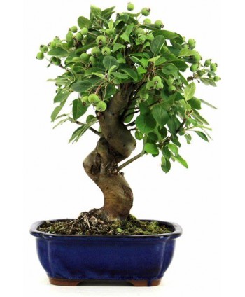 Bonsái malus( Manzano)  edad 7 años bonsái de exterior ref. 123912