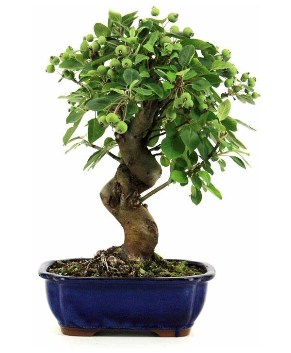 Bonsái malus( Manzano)  edad 7 años bonsái de exterior ref. 123912