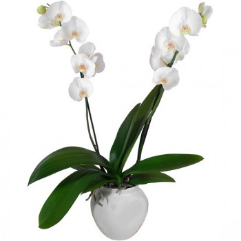 Planta orquidea phalaenopsis