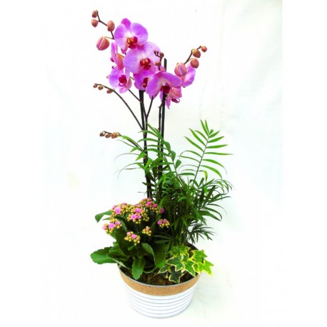 Phalaenopsis com base y conjunto de plantas