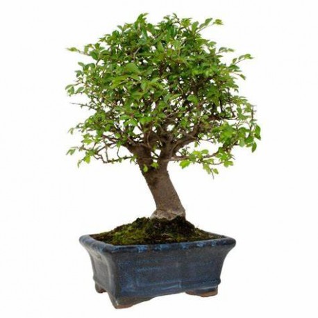 Bonsái zelkova sp Hoja Perenne bonsái de interior edad 5 años