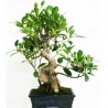 Bonsái ficus retusa hoja perenne bonsái de interior edad 8 años