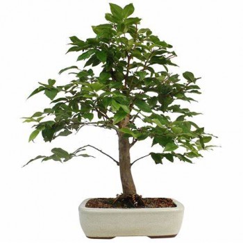 Bonsái malus ( Manzano) edad 13 años bonsái de  exterior ref. 423912