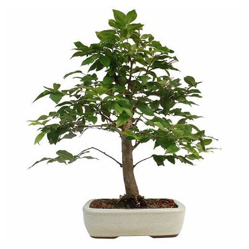 Bonsái malus ( Manzano) edad 13 años bonsái de  exterior ref. 423912