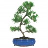Bonsái podocarpus bonsái  de exterior edad de 9 años