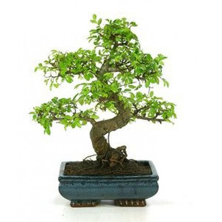 Bonsái zelkova parvifolia hoja perenne bonsái de interior edad  7 años