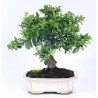Bonsai piracanta hoja perenne bonsái de exterior edad  12 años