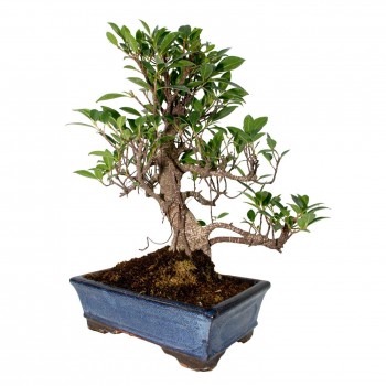 Bonsái ficus india hoja perenne bonsái de interior  edad 29 años