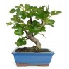 Bonsái ficus carica hoja perenne bonsái de interior edad 10 años