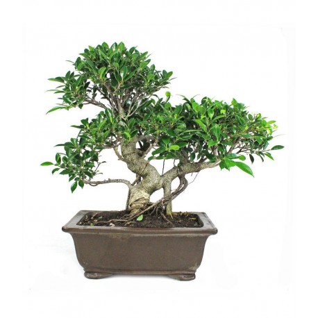 Bonsái  ficus retusa hoja perenne bonsái de interior edad  23 años