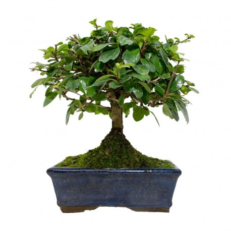 Bonsái  carmona microfhylla  bonsái de interior edad 9 años
