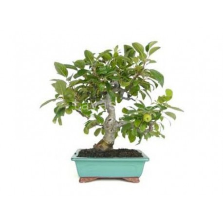 Bonsái malus ( Manzano) edad 9 años bonsái de  exterior ref. 223912