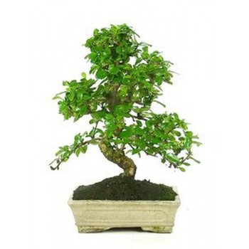 Bonsái carmona microfphylla bonsái de interior  edad  7 años