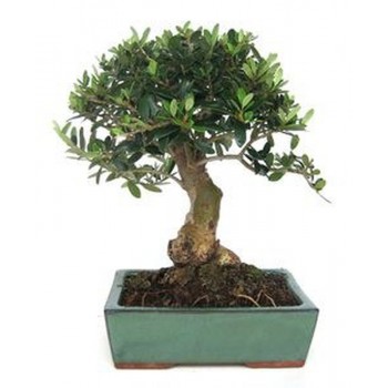 Bonsái olea europea hoja perenne bonsái de exterior de 8 años