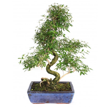 Bonsái serissa phoetida bonsái de interior edad 5 años