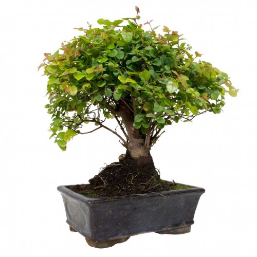 Bonsai sageretia hoja perenne  bonsái de interior edad  7 años