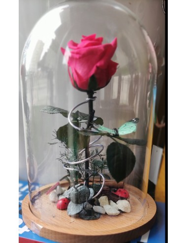 Cupula de rosas preservadas